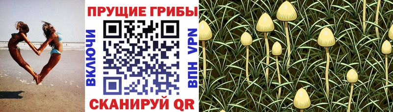 ссылка на мегу ссылки  Почеп  Галлюциногенные грибы мицелий 